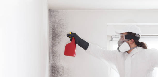 Best Certified Mold Removal  in Monona, WI