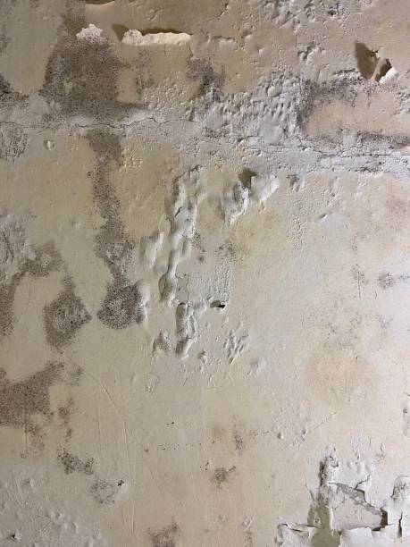 Best Toxic Mold Removal  in Monona, WI