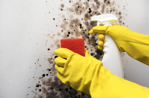 Professional Mold Removal in Monona, WI