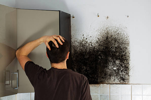 Best Mold Cleaning Services  in Monona, WI