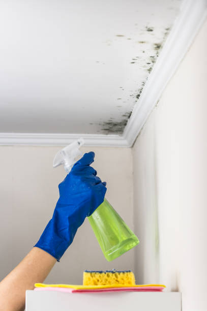 Best Commercial Mold Removal  in Monona, WI
